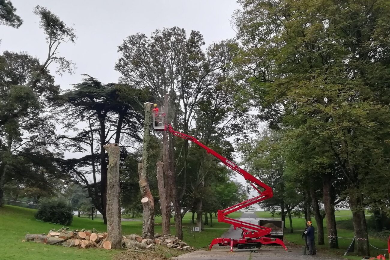 tree surgery Devon and Cornwall